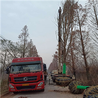 陕西七叶树