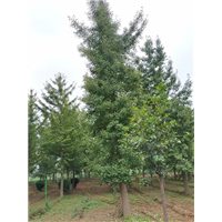 陕西银杏批发基地-西安银杏苗圃直销