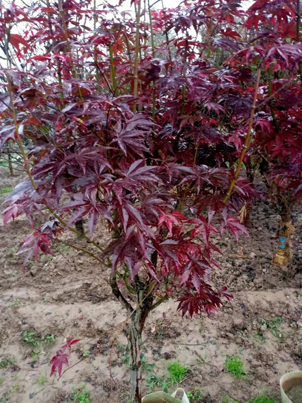 陕西红枫大型种植基地-西安红枫批发供应