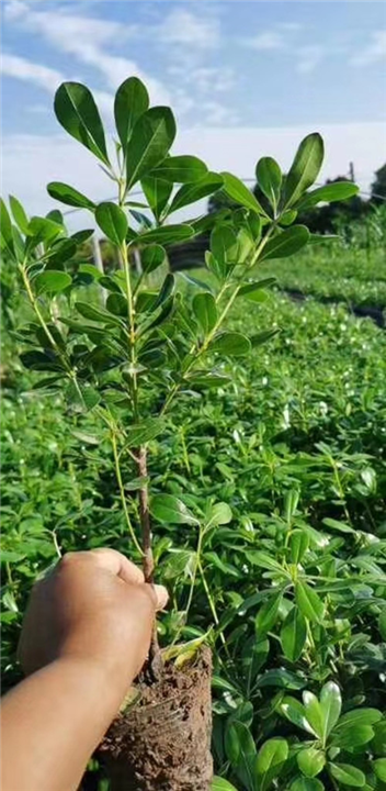 陕西海桐批发基地-西安海桐2年生小苗-周至直销基地