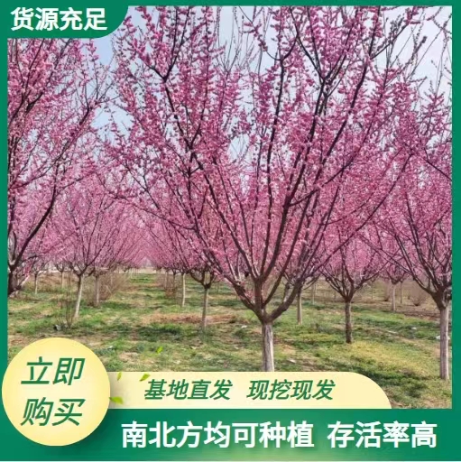 2024年西安杏梅种植批发-西安杏梅**批发价格