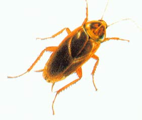 【珠海灭臭虫/珠海臭虫防治/ 珠海除臭虫】 