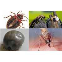 【珠海灭臭虫&珠海臭虫防治& 珠海除臭虫】 