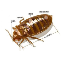 【珠海灭臭虫_ 珠海臭虫防治_  珠海除臭虫】 