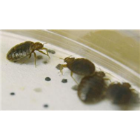 【珠海灭臭虫┃珠海臭虫防治┃珠海除臭虫】 