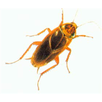 【珠海灭臭虫/珠海臭虫防治/ 珠海除臭虫】 