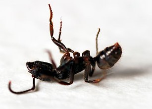 【珠海灭蚂蚁，珠海蚂蚁防治，珠海除蚂蚁】 