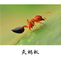 珠海灭蚂蚁_珠海蚂蚁防治_珠海除蚂蚁 