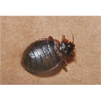 【珠海灭臭虫- 珠海臭虫防治- 珠海除臭虫】 