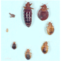 珠海灭臭虫$珠海臭虫防治$ 珠海除臭虫 