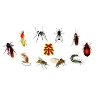 珠海灭蚂蚁，珠海蚂蚁防治，珠海除蚂蚁 