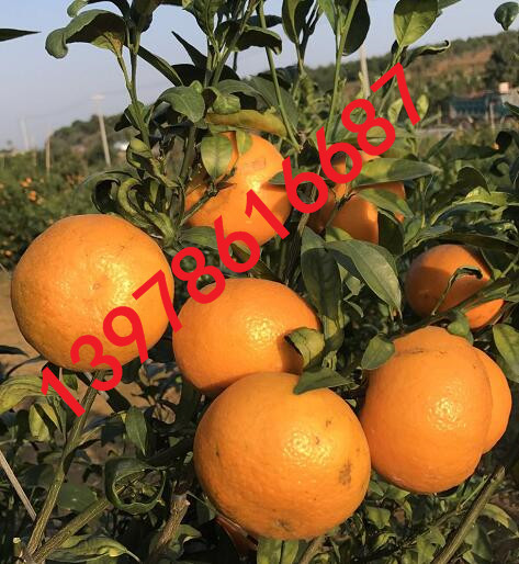 武鸣沃甘、南宁沃甘、广西沃甘-南方果乐园之家 