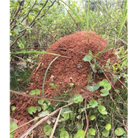 台州白蚁防治 