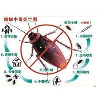 【珠海灭蟑螂/ 珠海蟑螂消杀/】 