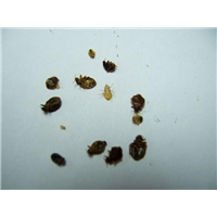 【珠海灭臭虫_珠海除臭虫_珠海臭虫防治】 