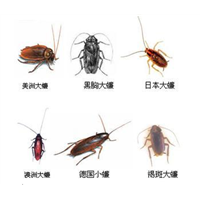 珠海灭蟑螂，珠海蟑螂消杀，珠海专业灭蟑螂 