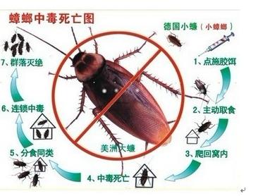 【珠海灭蟑螂/ 珠海蟑螂消杀/】 