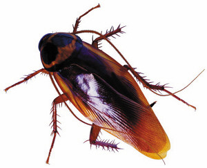 【香洲灭臭虫，香洲除臭虫，香洲臭虫防治】 