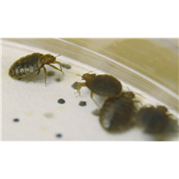 【珠海灭臭虫|珠海除臭虫|珠海臭虫防治】 