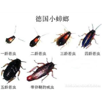 【珠海灭蟑螂_ 珠海蟑螂消杀_  珠海专业灭蟑螂】 