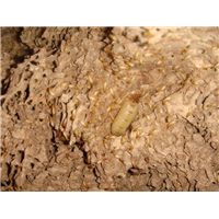 湘潭灭鼠公司