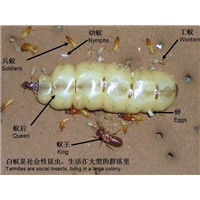 长治除四害
