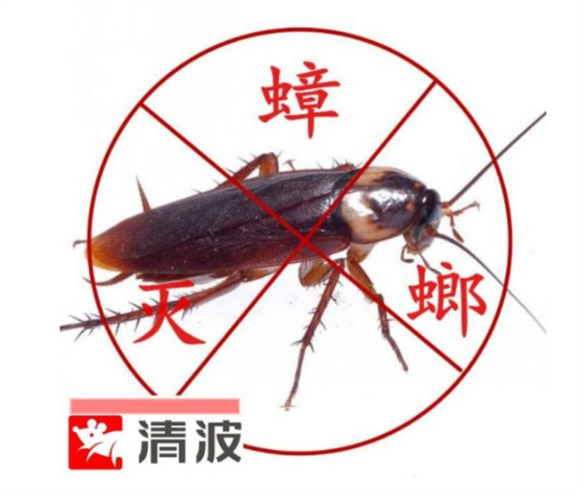 宜兴专业灭蟑螂
