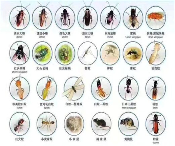 宜兴消杀公司