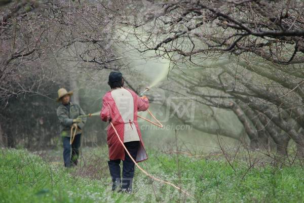 杀虫-山东灭跳蚤-济南灭四害 
