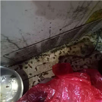 济阳区灭蟑螂电话