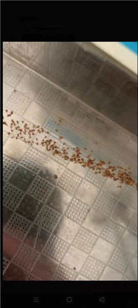 济南哪里有灭蚁