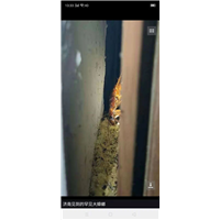长清区灭蟑螂方法