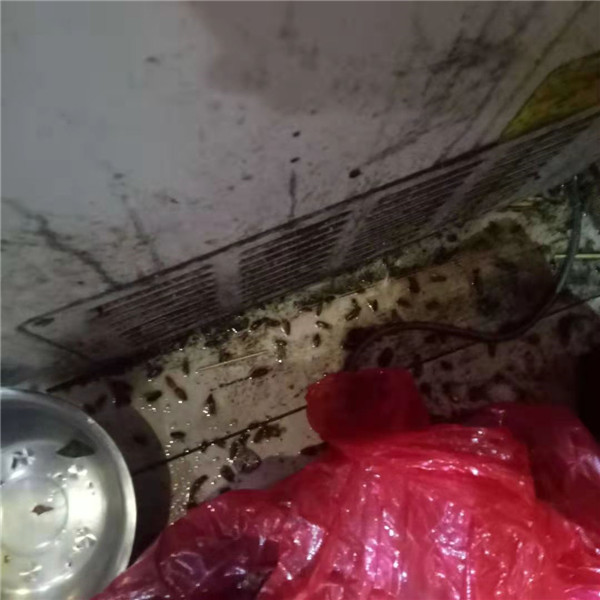 济阳区灭蟑螂电话