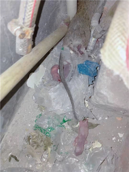 济南灭鼠公司电话
