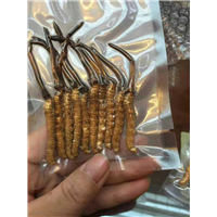 高明虫草-高明虫草价格-高明虫草批发 
