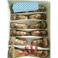 松茸菌批发-佛山松茸菌价格 