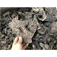 禅城黑虎掌-黑虎掌批发-黑虎掌厂家直销 