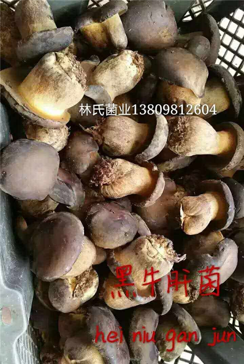 黑牛肝菌 