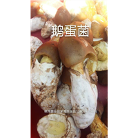 鹅蛋菌价格- 佛山鹅蛋菌批发-鹅蛋菌价格 