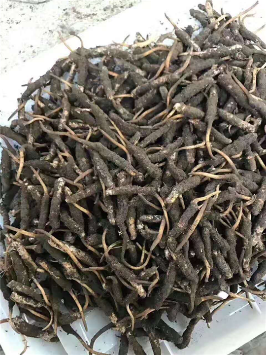 江门虫草-江门虫草价格-江门虫草销售 