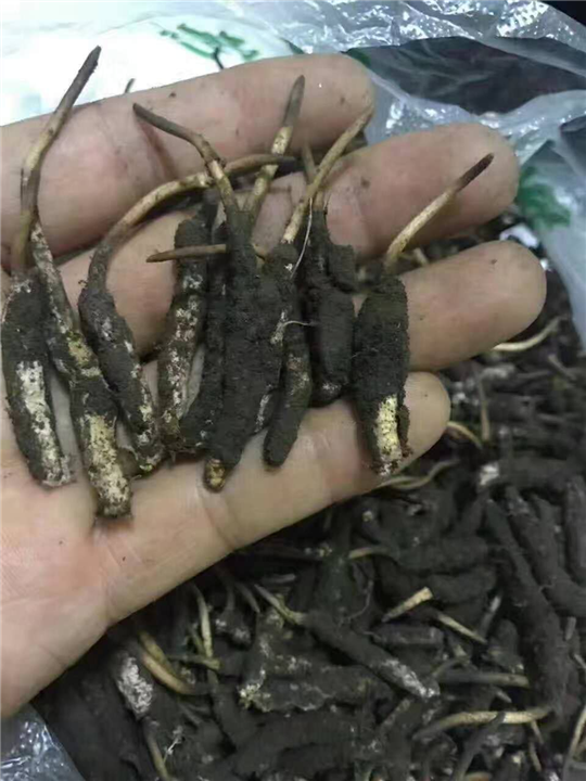 顺德虫草-顺德虫草价格-顺德虫草批发 