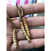 虫草-虫草批发-虫草价格 
