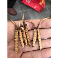 顺德鲜虫草@顺德鲜虫草价格@