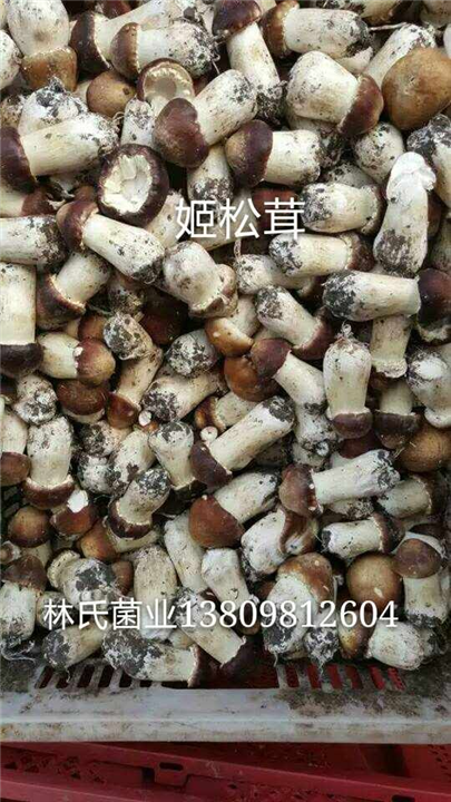姬松茸 