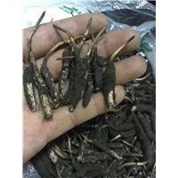 顺德虫草-顺德虫草价格-顺德虫草批发 