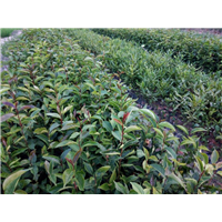 岑溪软枝油茶苗报价%广西岑溪软枝油茶 