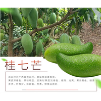 海南省哪里有桂七芒果苗-广西桂七芒果苗-桂七芒果苗 