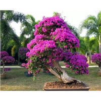 三角梅/叶子花/三角梅盆景/三角梅花 