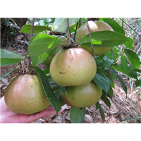 岑溪软枝油茶价格@岑溪软枝油茶苗种植@广西岑溪软枝油茶 