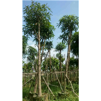 扁桃树苗报价/福建扁桃树苗种植指导 